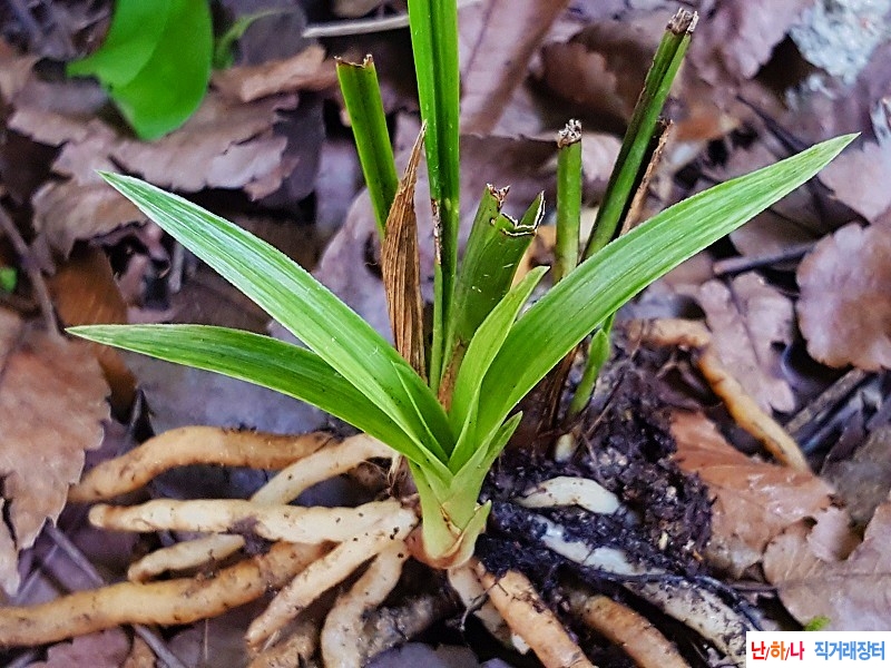 산채. (전면산반)