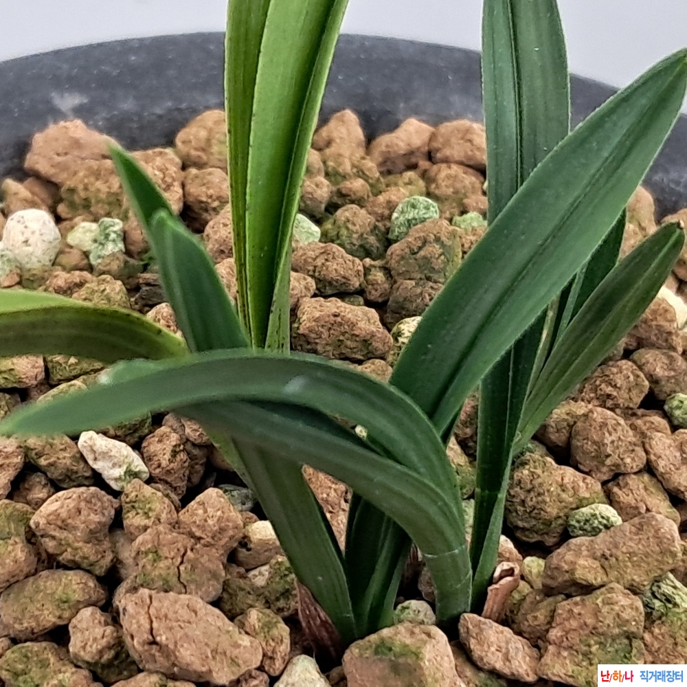 꽃물라사지단엽종