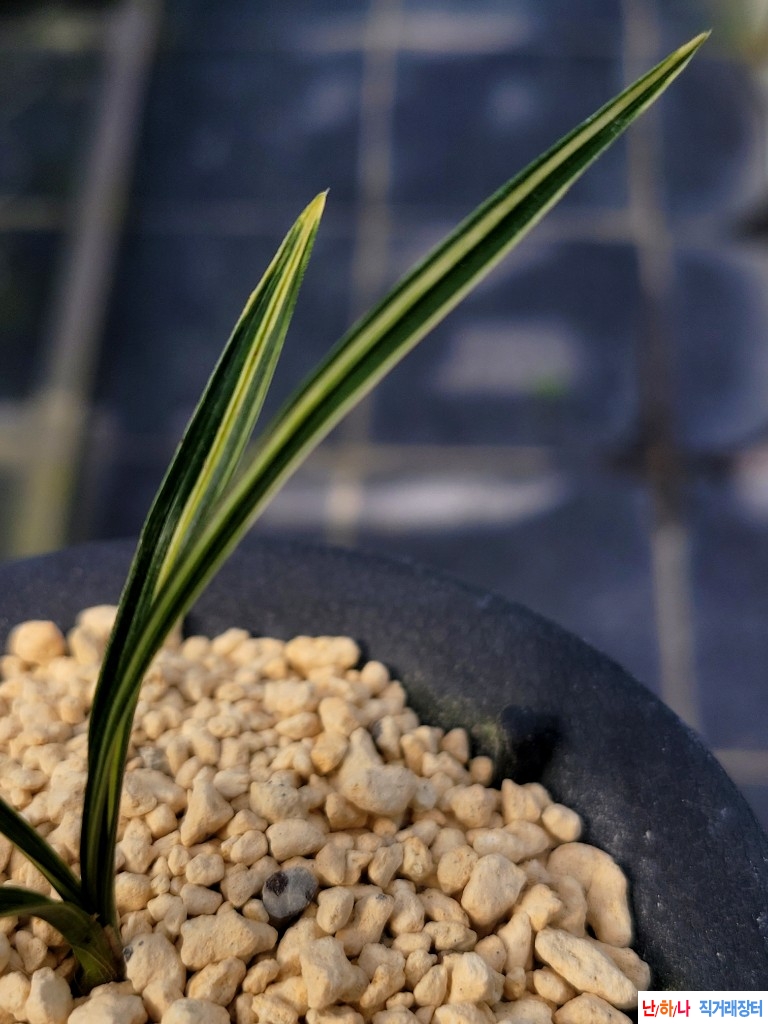 소심에서발전산반녹호?