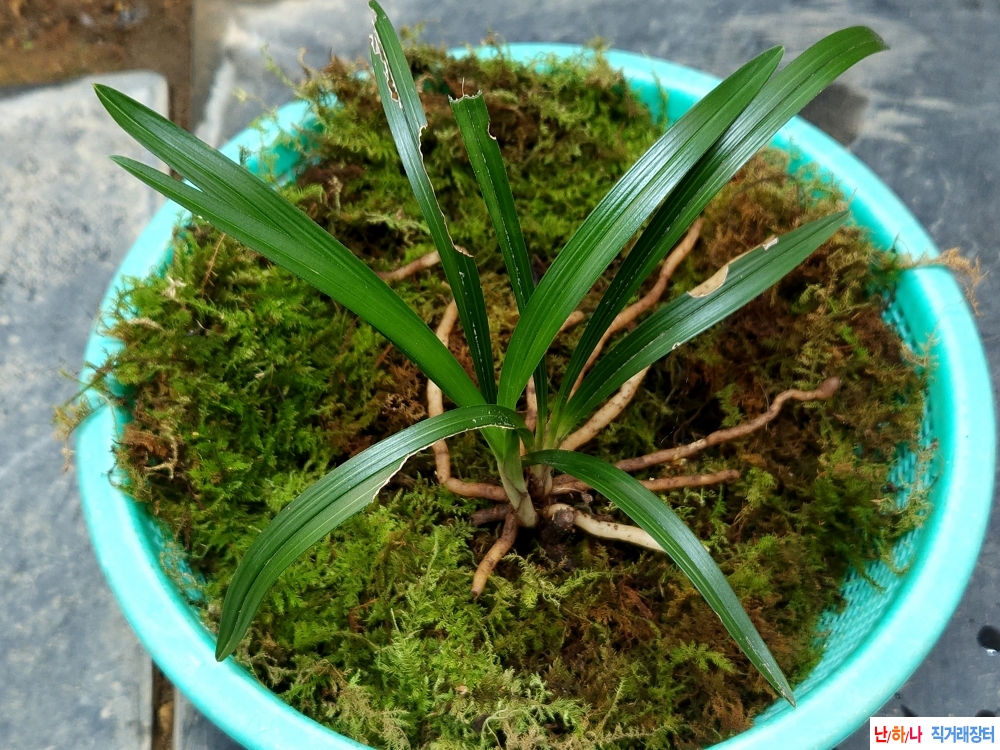 산채장단엽성 환엽(생?