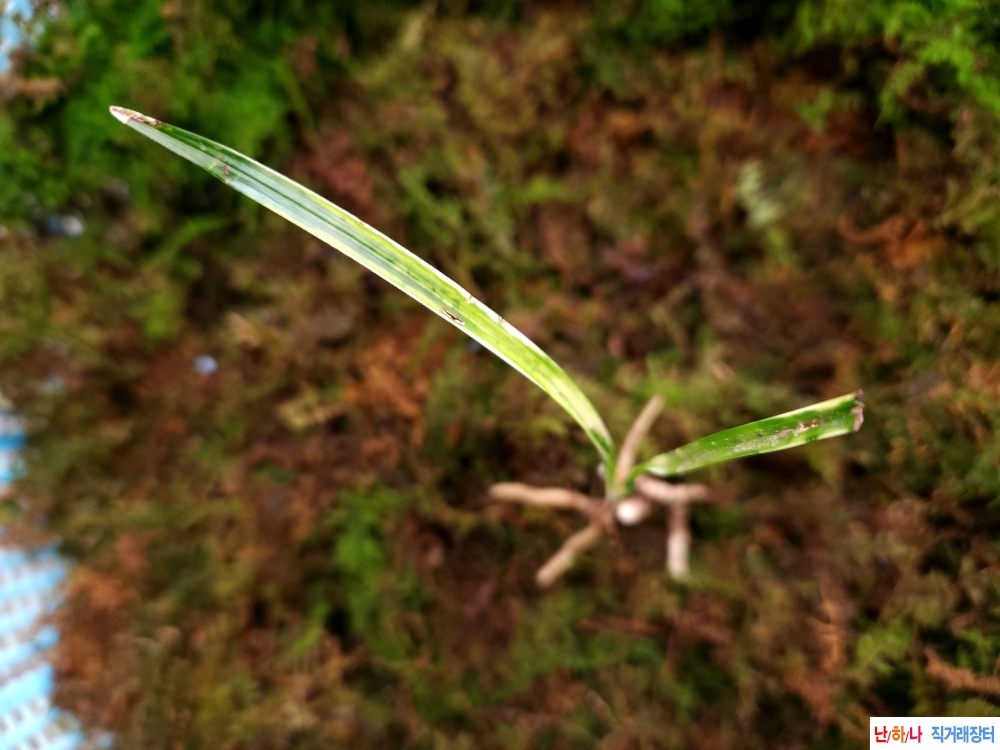 산채서반사피반(생강?