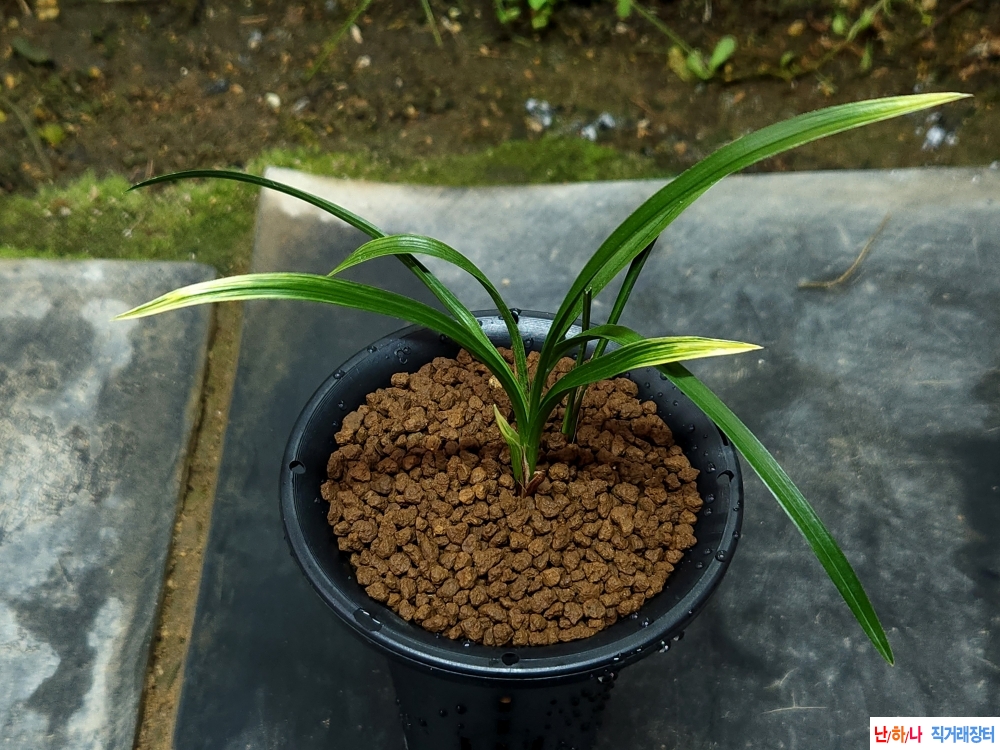 산채출 까닥지 황산반