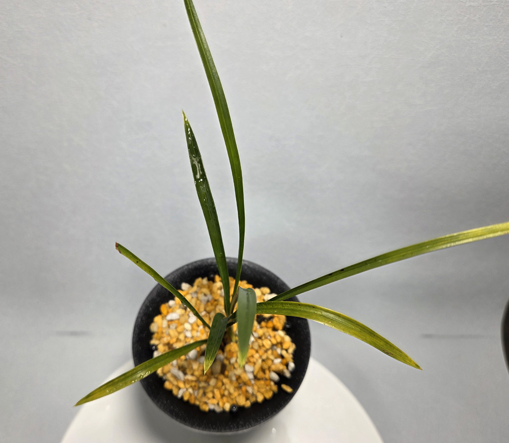 산채 그대로 황산반