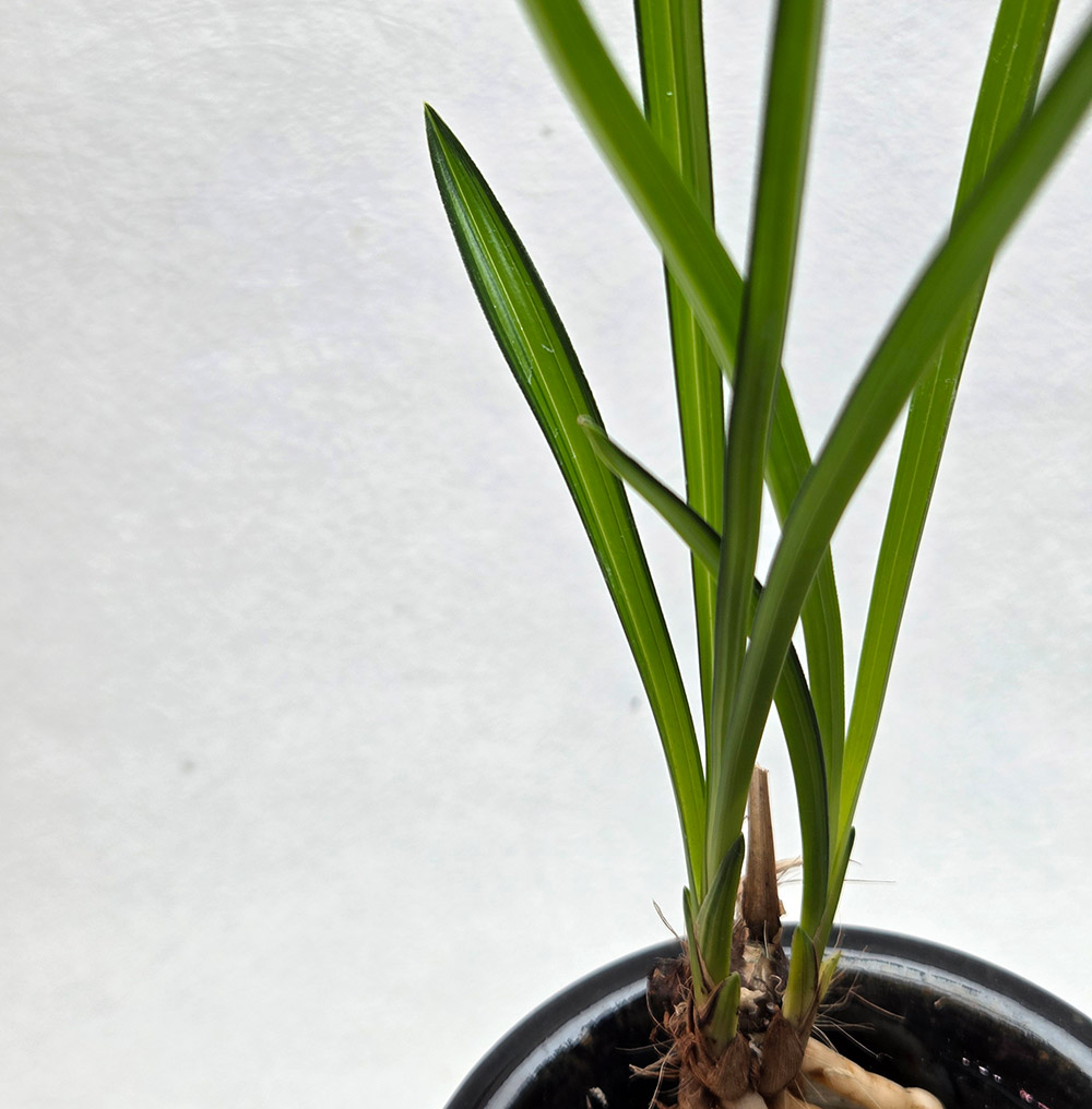 기대품 입변 감중투