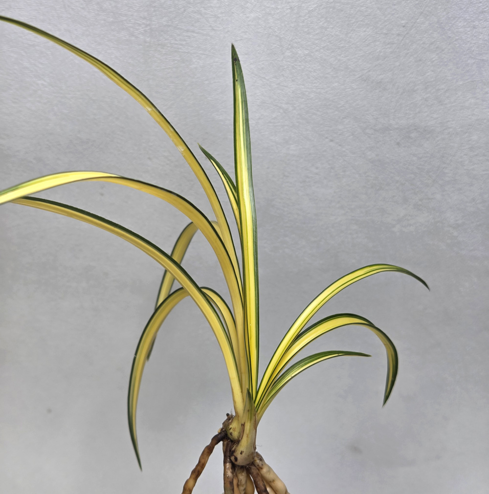 엽성 단단한 입변 중투