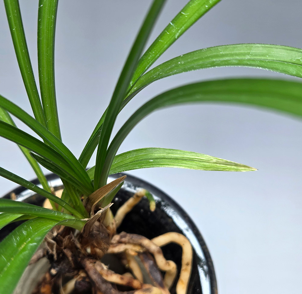 엽성 좋은 산반입니다.