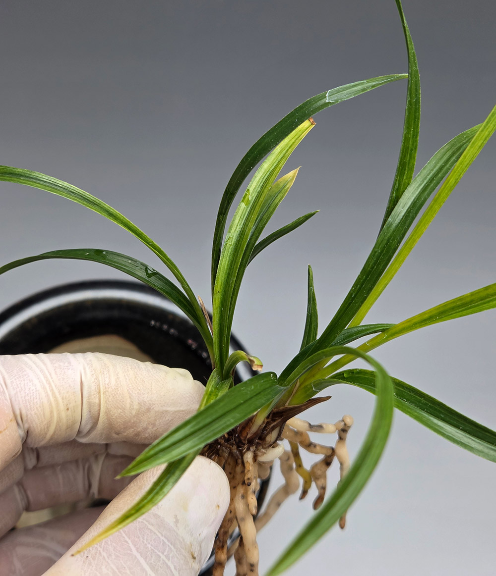 산채 출발의 전면 산반