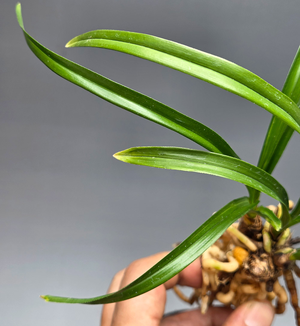 후육 단엽성 수정산반