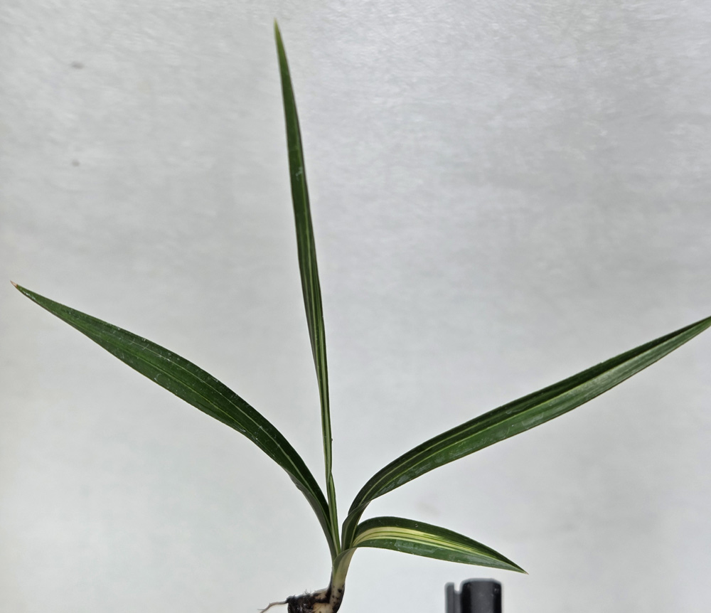 압성 입변중투 종자목