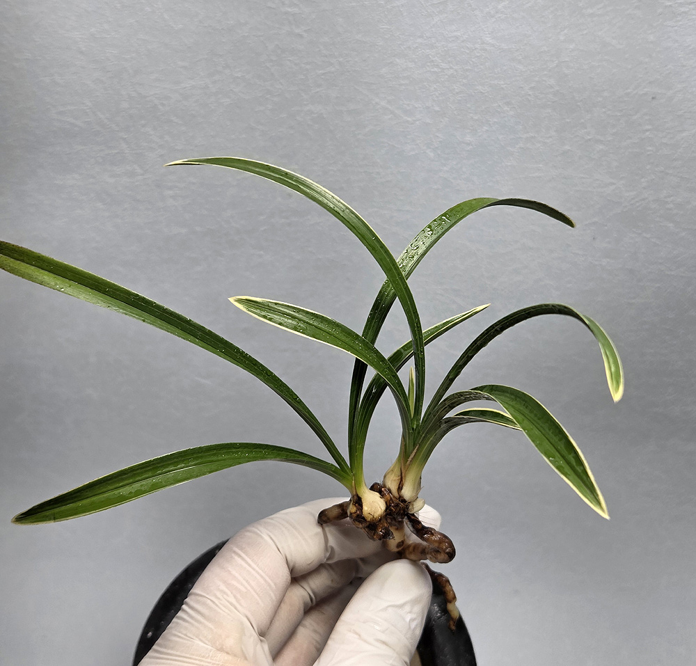 진청 입변 환엽복륜