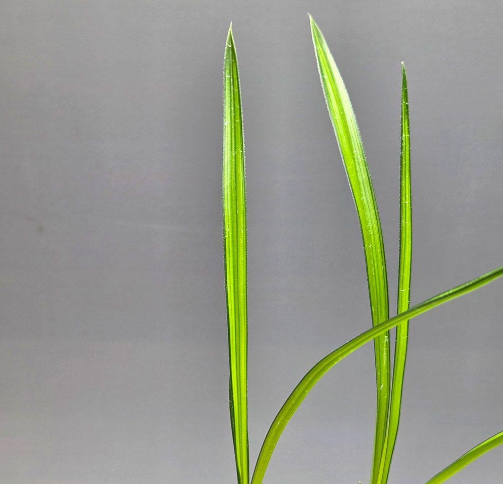 입엽성 비취색 감중투