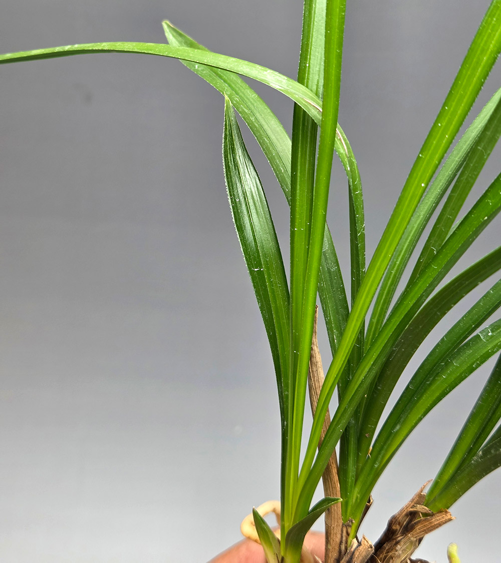 진청 입변 산반