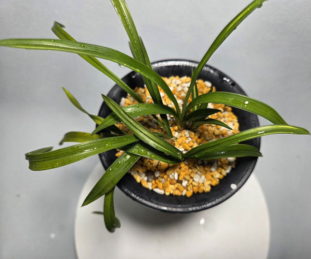 말봉 산반 종자목