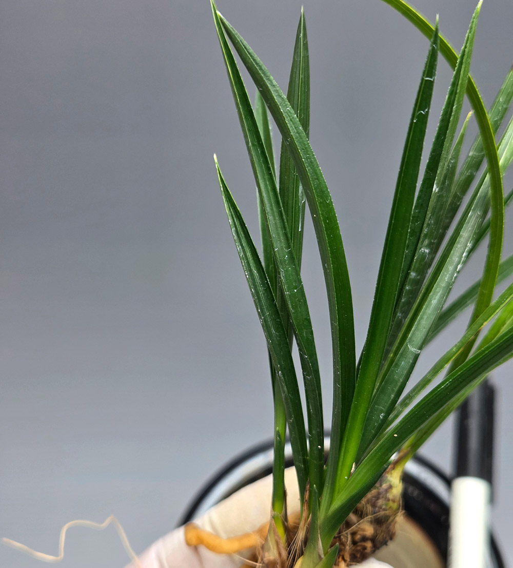 V자 배골깊은 입변 산?