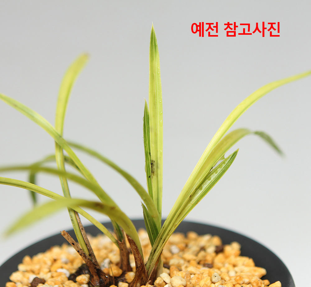 배양 실패한 입변 서반