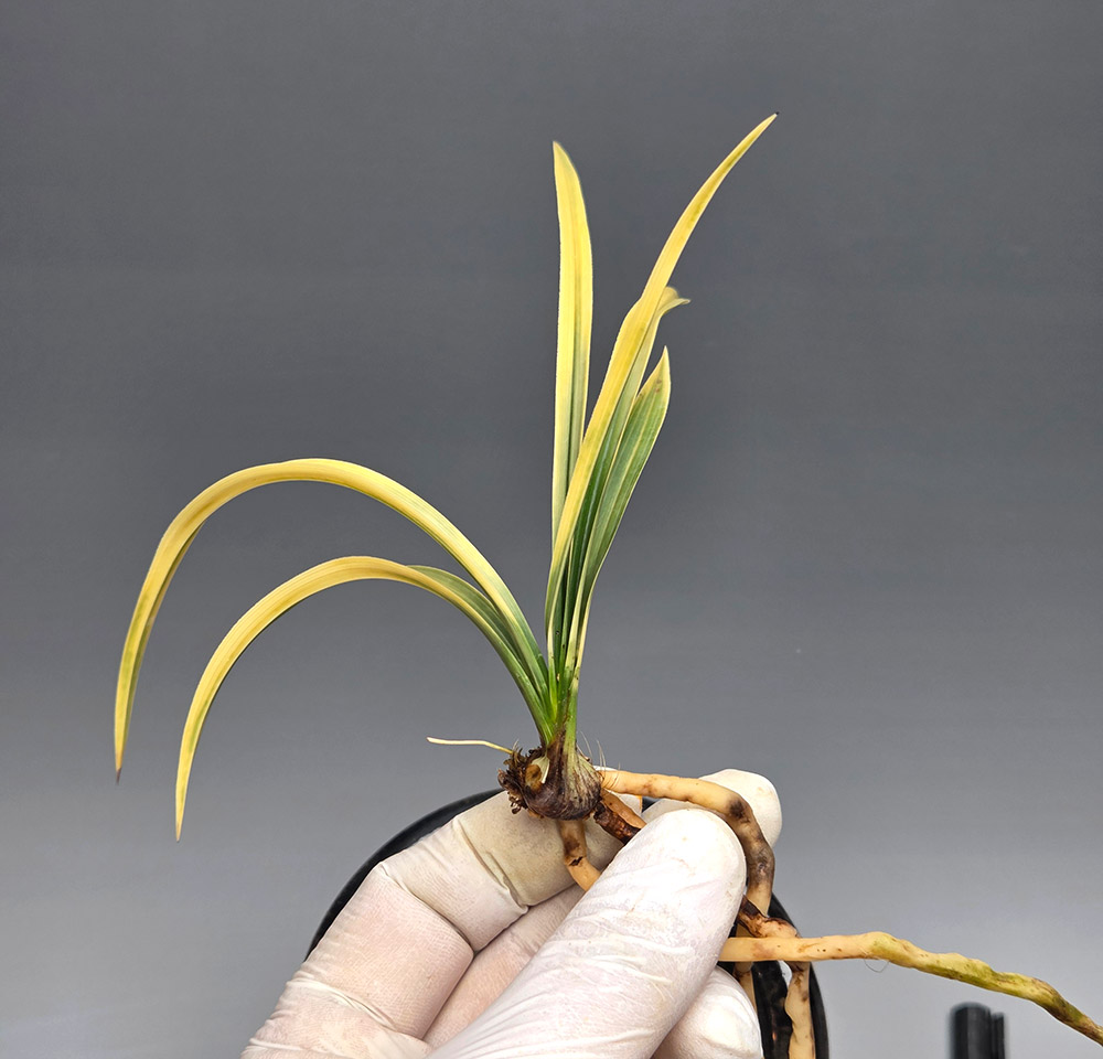 단단하고 두터운 입변 ?