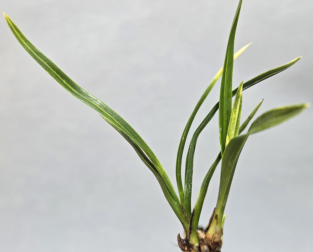 산채 생강출발 까닥지 ?