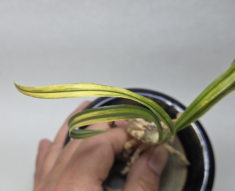 무명 금계성 산반 녹호