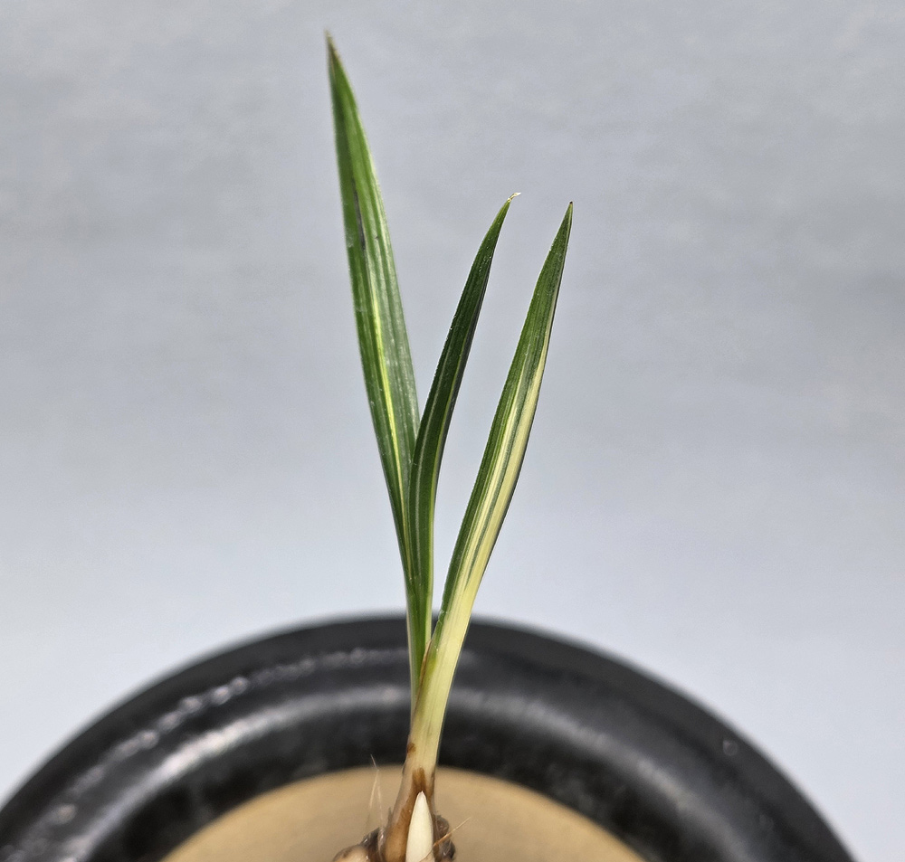 입변중투 종자목