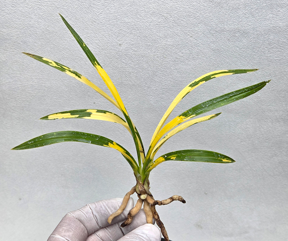 산지 불명 호피반