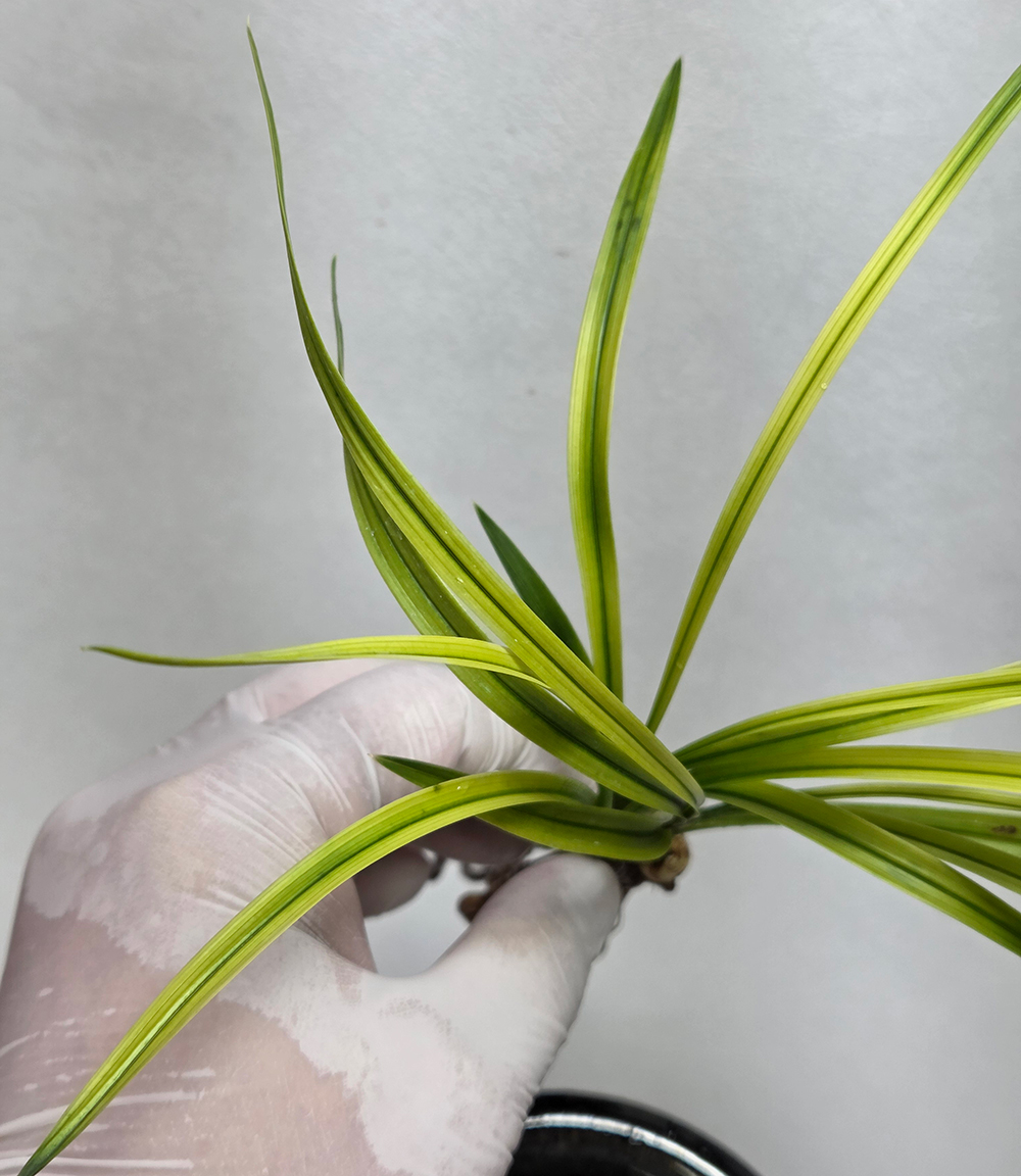 특이한 무늬 패턴 서반?