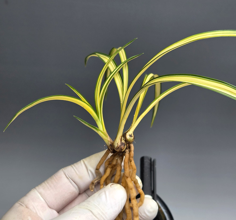 단단 두터운 엽성 중투