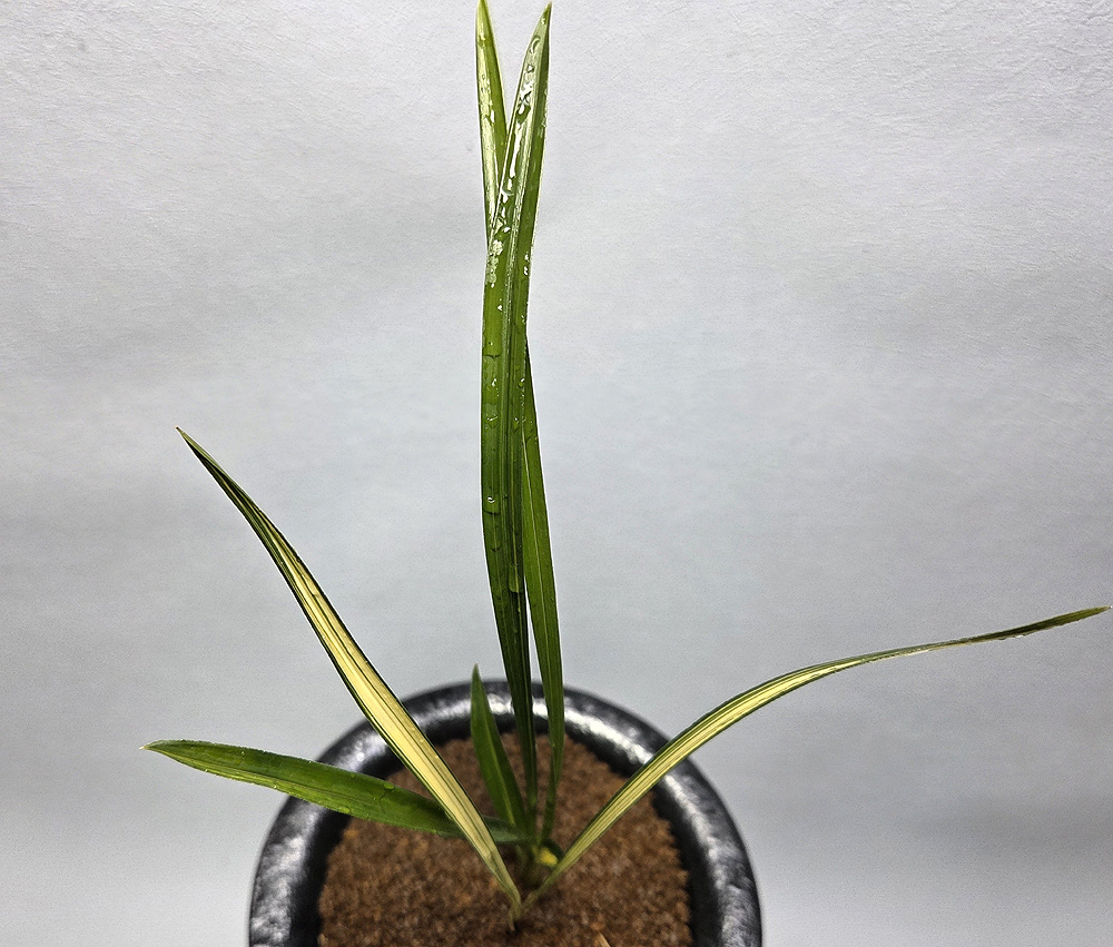 육질두터운 입변 중투