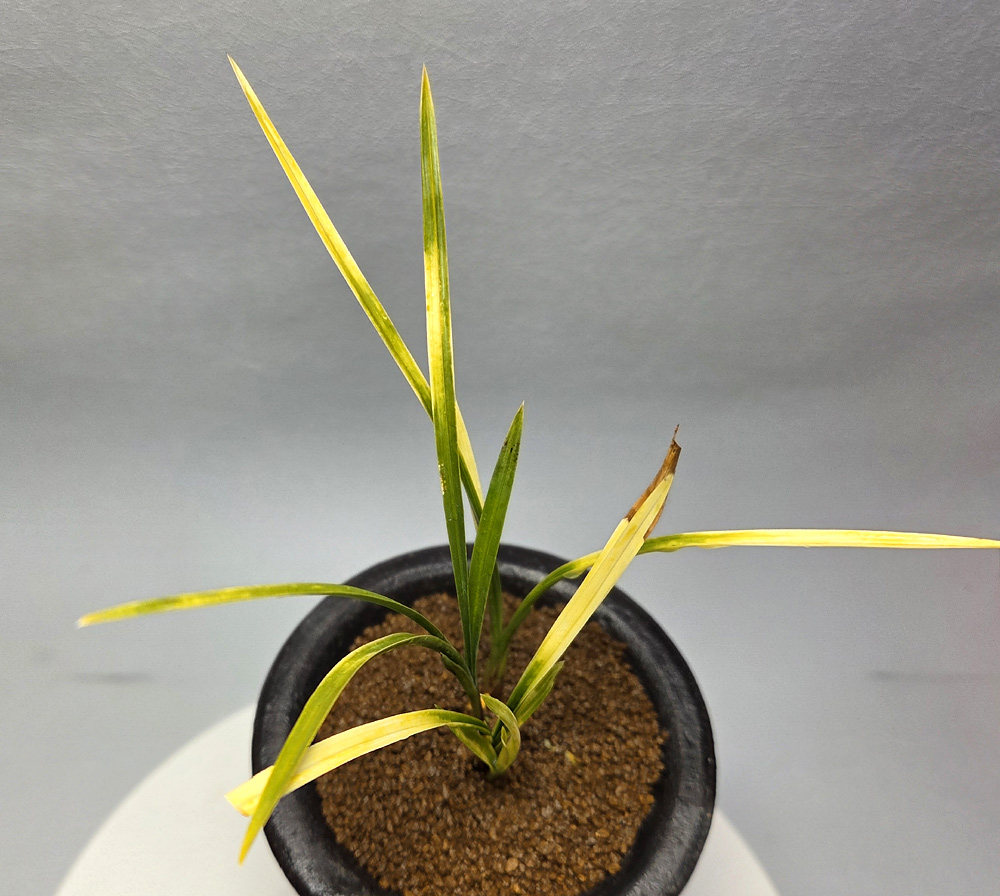 무늬 화려한 입변 서반