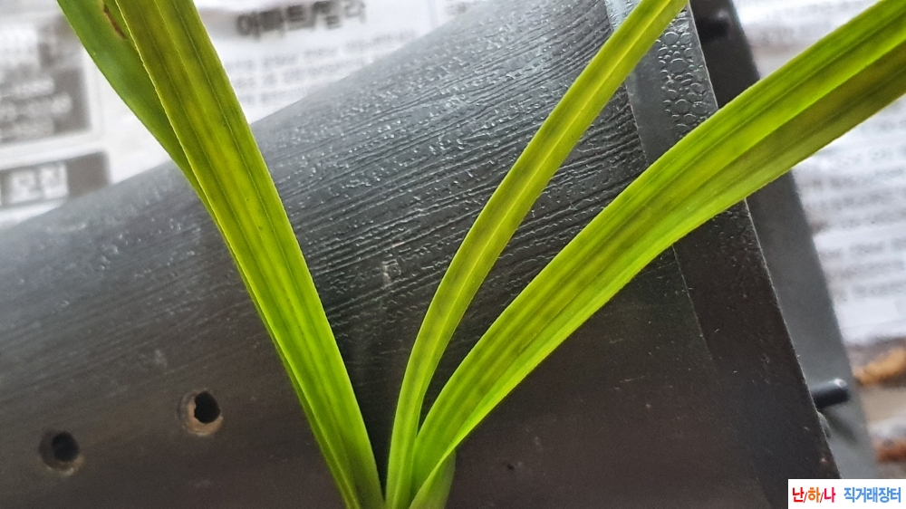 산채 예쁜 녹서반