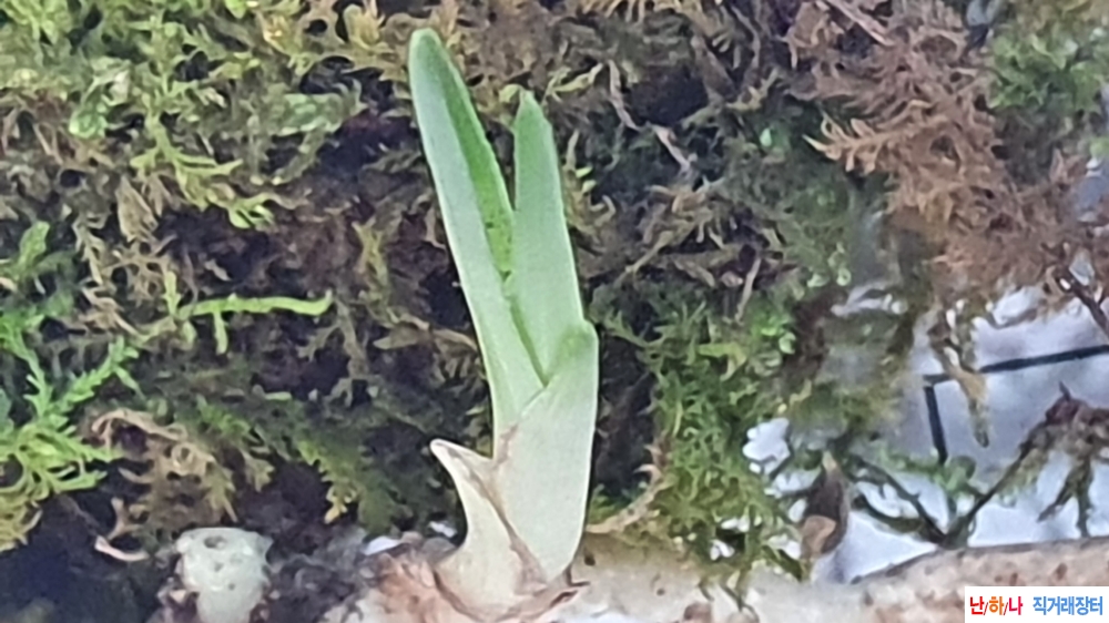 산채 단엽성 서반물