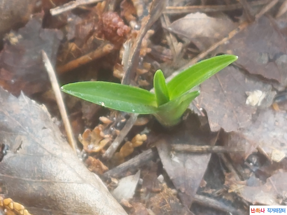 산채 단엽성입변