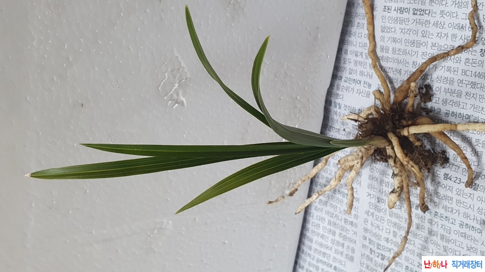 산채 산반 두화나무