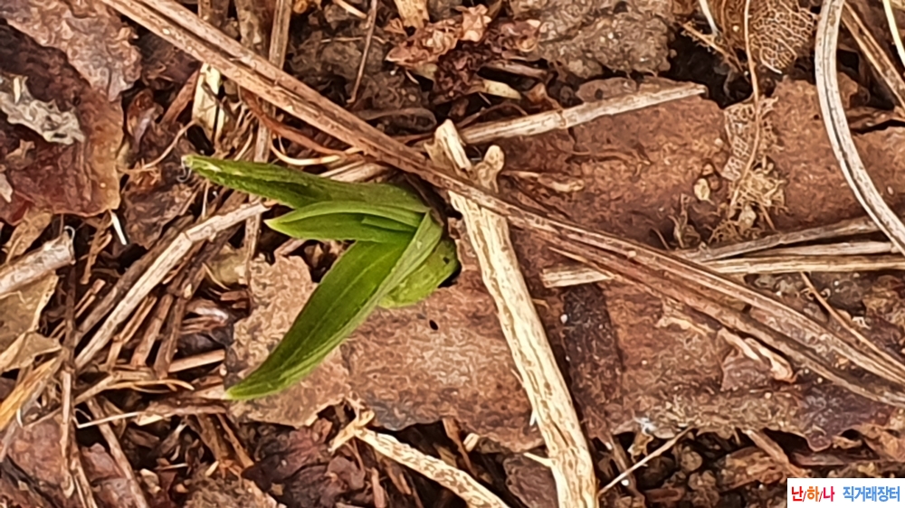 산채 반성 단엽성변