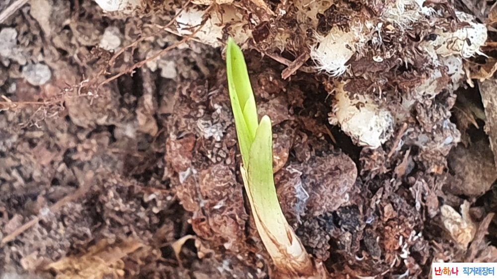 산채 서반물 입변