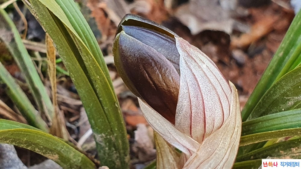 금일산채 굿 화형자화