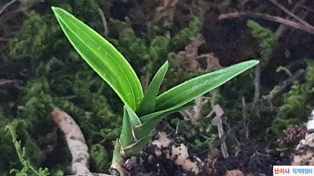 산채 반물 단엽성