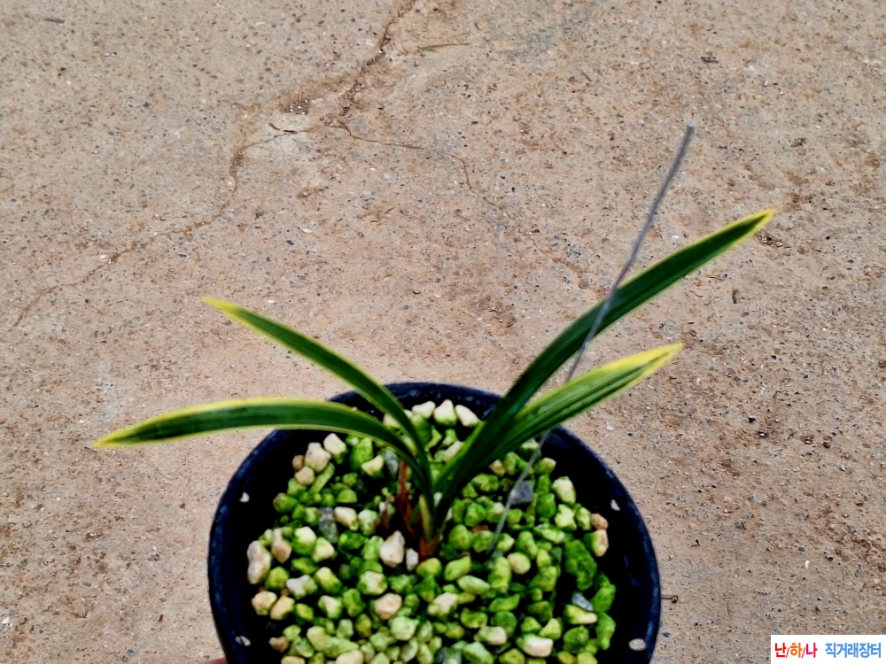 극황색산반복륜