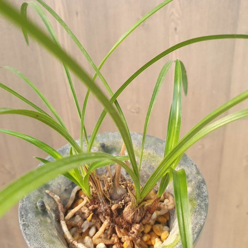 산채그대로,,소심,,서?