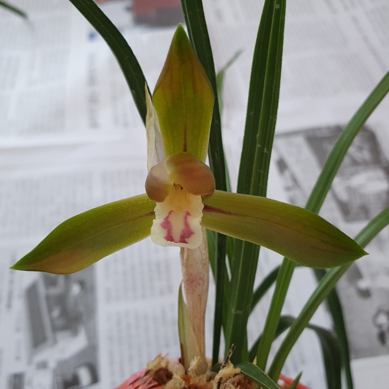 무명,,적홍,,산반,,복색?