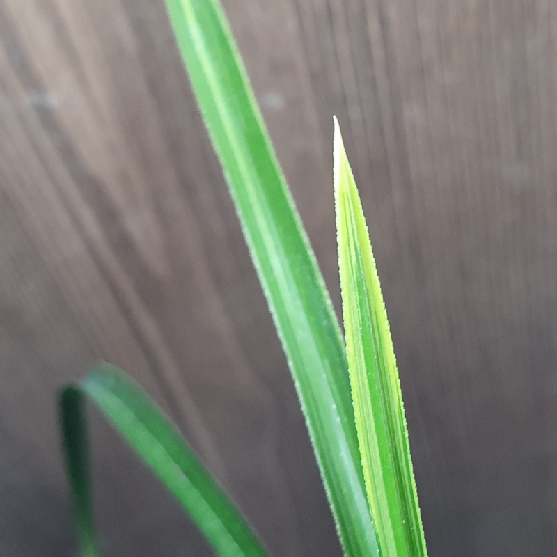 까닥지,,극황,,산반