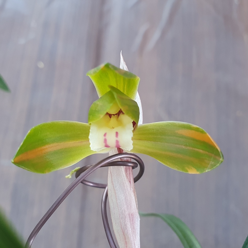 무명,,홍,,복색화