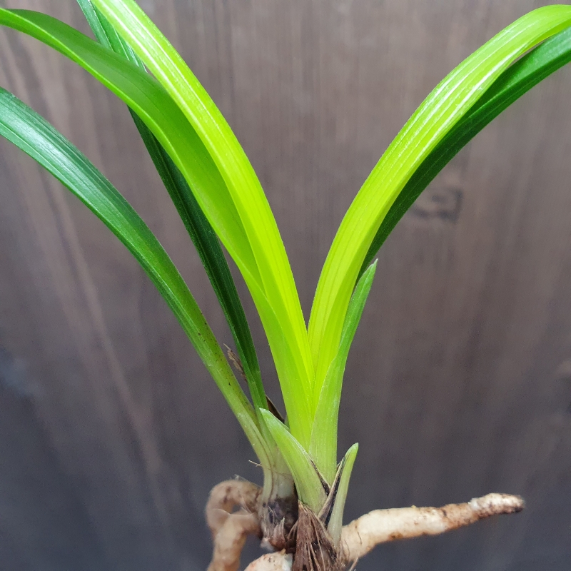 화근없는,,맑은,,황서?