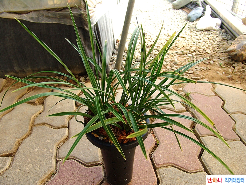 종자목 복륜 복색화