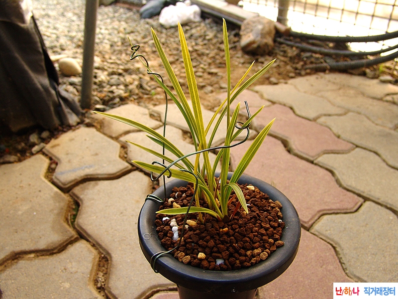 산채원본 두화목 서호?