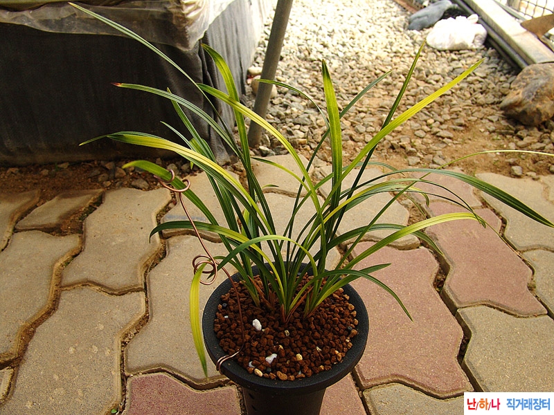 종자목 황색 서반