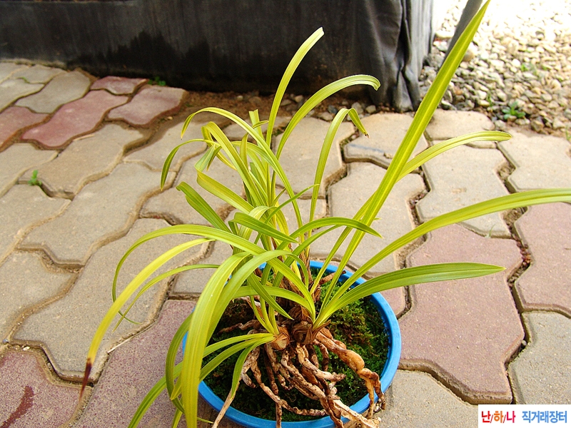 붉은색이 감도는 서반