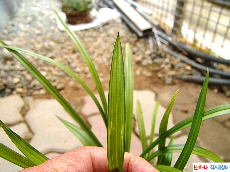 산채원본 비취색 감중?