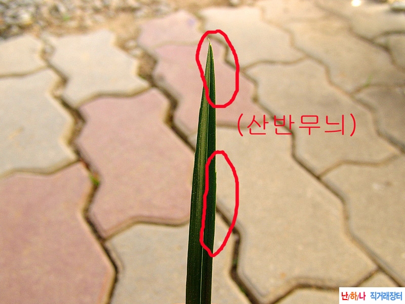 종자목 플라스틱 장단?