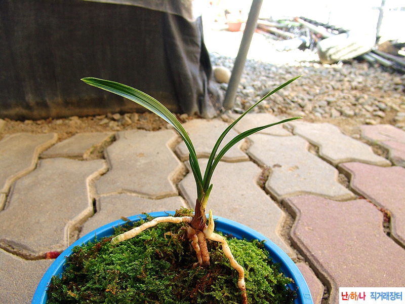 두화목 금계 산반호