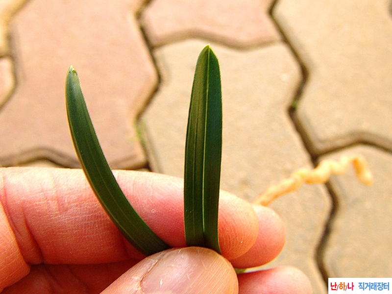종자목 단엽성 환엽 두?